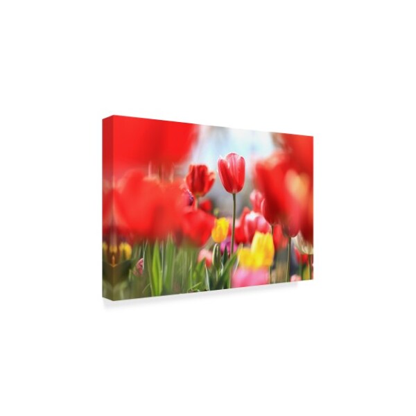 Incredi 'Red Tulip Astraction' Canvas Art,16x24